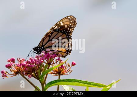 Farfalla monarca su fiori selvatici viola Foto Stock