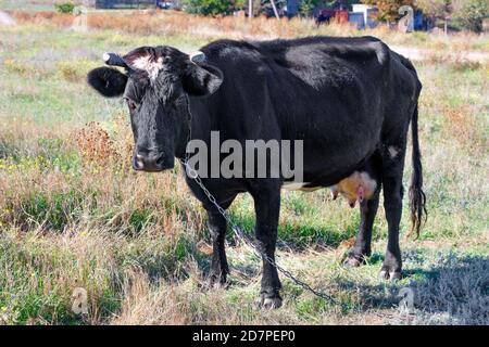 Una mucca nera con una catena intorno al collo si alza e guarda in avanti ad un ranch in un campo in una giornata di sole luminoso. Foto Stock