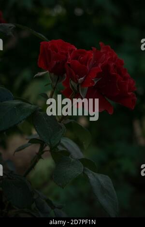 Primo piano di più belle rose rosse che crescono sul cespuglio Foto Stock