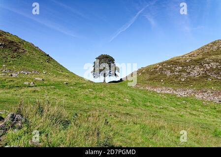 Muro di Adriano a Sycamore Gap tra Housesteads e Steel Rigg. Il famoso albero di Sycamore è conosciuto come Robin Hood's Tree, Northumberland, Inghilterra Foto Stock