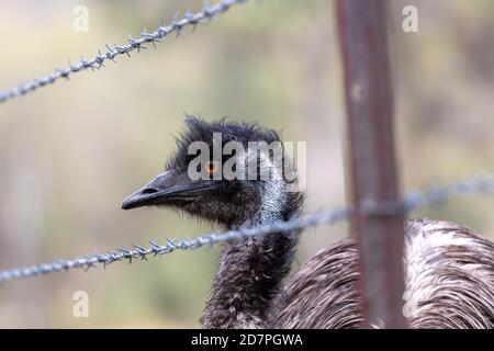 Un emu australiano che cammina lungo un recinto di filo spinato dentro L'Outback nella regione australiana Foto Stock