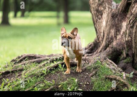 Giovane bulldog francese di colore pegno in piedi vicino alle grandi radici degli alberi nel parco in estate. Ritratto di cane animale domestico in natura. Foto Stock