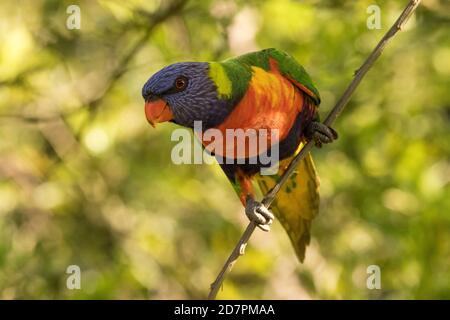 Rainbow Lorikeet arroccato sul ramo Foto Stock