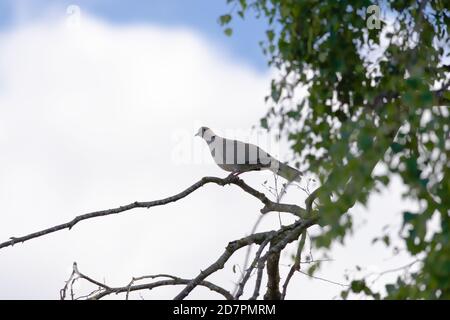 La luce solare delicata colpisce il viso e l'occhio rosso di questa colata colata britannica selvaggia. Cielo blu e nuvole sfondo, foglie in primo piano. Messa a fuoco selettiva. Foto Stock