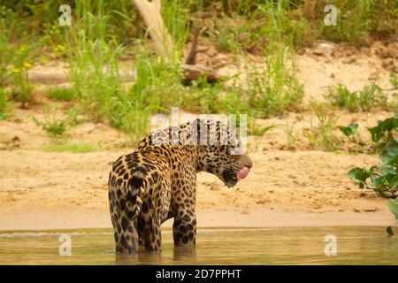 La grande siccità del brasiliano Pantanal 2020 Foto Stock