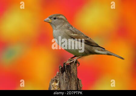 Passera di casa (Passer domesticus) femmina, seduta su legno morto di fronte alle foglie autunnali di un albero d'acero, Siegerland, Nord Reno-Westfalia, Germania Foto Stock