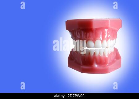 Modello di mascella di un uomo con denti uniformi. Il concetto di cura della cavità orale. Spazio di copia Foto Stock