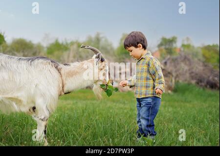 il ragazzino nutre la capra con le foglie sulla fattoria. il bambino e l'animale Foto Stock