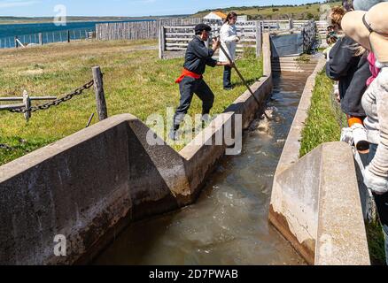 Isola di Riesco, Cile - 12 dicembre 2008: Posada Estancia Rio Verde azienda agricola. Lavaggio e disinfezione delle pecore prima della tosatura. Coltivatore spinge ani Foto Stock