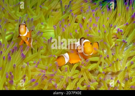 Fake Clownfish , in (Heteractis magnifica), Mare delle Andamane, Parco Nazionale di Mu Ko Similan, Isole Similan, Provincia di Phang Nga, Thailandia Foto Stock