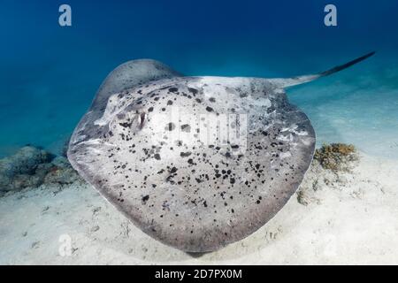 Stingray macchiato nero (Taeniura meyeni) nuotare su fondo di sabbia, Mare delle Andamane, Parco Nazionale di Mu Ko Similan, Isole Similan, Provincia di Phang Nga Foto Stock