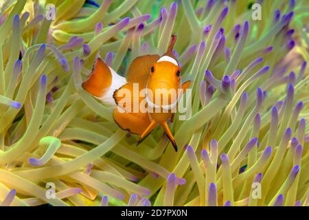 Fake Clownfish , in (Heteractis magnifica), Mare delle Andamane, Parco Nazionale di Mu Ko Similan, Isole Similan, Provincia di Phang Nga, Thailandia Foto Stock