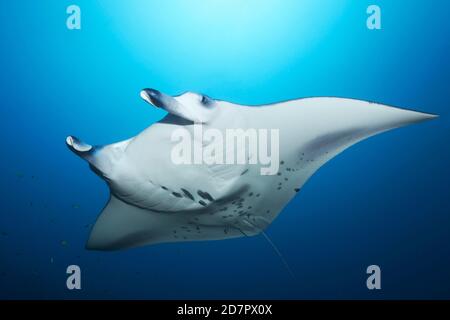 Il raggio di manta della barriera corallina (Manta alfredi) nuota in acque blu, Mare delle Andamane, Parco Nazionale di Mu Ko Similan, Isole Similan, Provincia di Phang Nga, Thailandia Foto Stock