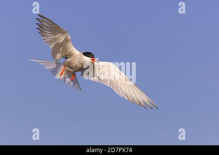 Flying Common tern (Sterna hirundo) , Texel, Paesi Bassi Foto Stock