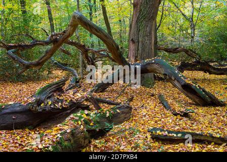 Querce antiche (Quercus) nella giungla Hasbruch in autunno, Oldenburger Land, Hude, bassa Sassonia, Germania Foto Stock