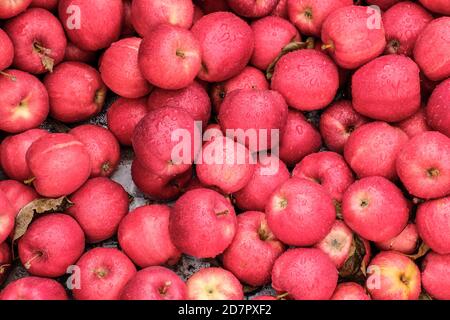 Vista ravvicinata delle mele di gala appena raccolte sul lato della strada supporto per frutta Foto Stock