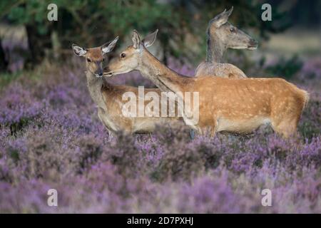 Vecchio animale e vitello di cervo rosso ( Cervus elaphus) in fioritura, in sicurezza, Parco Nazionale De Hoge Veluwe, Paesi Bassi Foto Stock