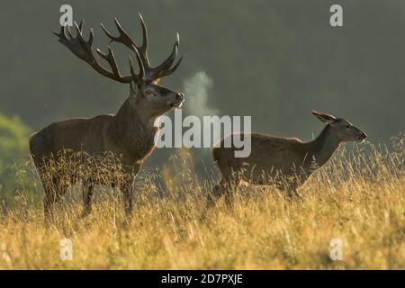 Il cervo rosso forte ( Cervus elaphus) guida il vecchio animale nella rut, Klamptenborg, Copenhagen, Danimarca Foto Stock