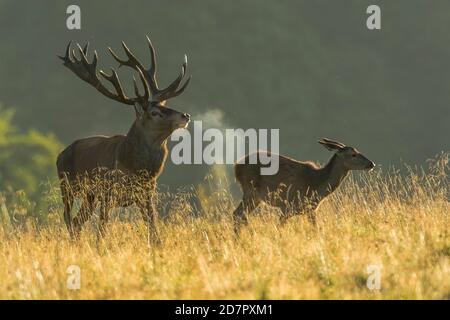 Il cervo rosso forte ( Cervus elaphus) guida il vecchio animale nella rut, Klamptenborg, Copenhagen, Danimarca Foto Stock