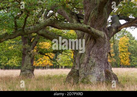 Old Oaks (Quercus) con possente tronco, albero, Klamptenborg, Copenhagen, Danimarca Foto Stock