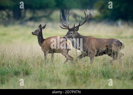 Il cervo rosso (Cervus elaphus) guida il vecchio animale nella rut, Klamptenborg, Copenhagen, Danimarca Foto Stock