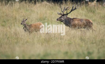 Il cervo rosso (Cervus elaphus) guida il vecchio animale nella rut, Klamptenborg, Copenhagen, Danimarca Foto Stock