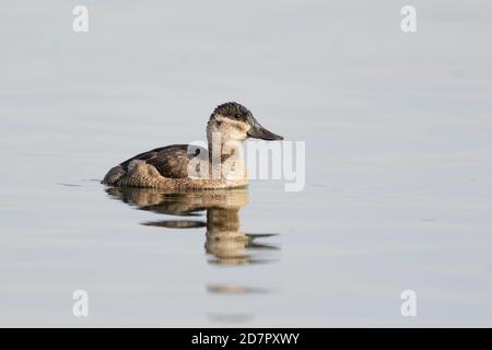 Anatra Ruddy femminile (oxyura jamaicensis) in piumaggio invernale, nuoto in slough, Lafarge Meadows, Calgary, Alberta, Canada, Foto Stock