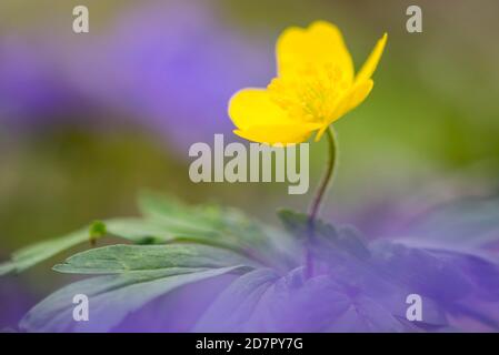 Anemone giallo (Anemone ranunculoides) in fiore, Foresta di Teutoburg, Bad Iburg, bassa Sassonia, Germania Foto Stock