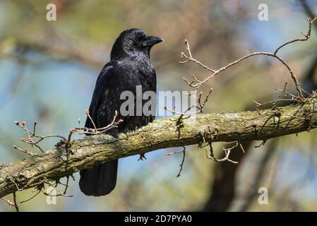 Corvo di Raven (Corvus corone) in una quercia, Hannover, bassa Sassonia, Germania Foto Stock