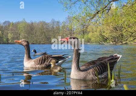 Oche grigiastre ( anser anser) con la sua prole su un lago, pulcini, gossings, Hannover, bassa Sassonia, Germania Foto Stock