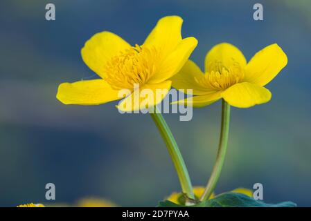 Fioritura Marsh marigold (Caltha palustris) Ochsenmoor, bassa Sassonia, bassa Sassonia, Germania, Lembruch Foto Stock