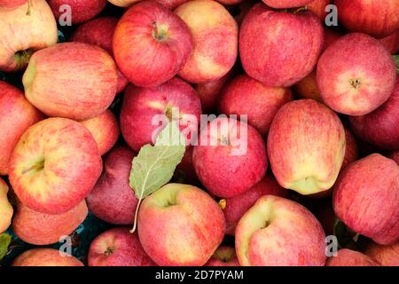 Vista ravvicinata delle mele di gala appena raccolte sul lato della strada supporto per frutta Foto Stock