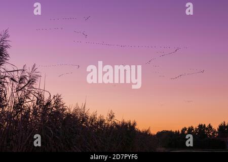 Tirando l'oca di Greylag ( anser anser) di fronte al cielo rosso serale, , l'uccello migratorio, la migrazione di uccelli, Rehdener Geestmoor, bassa Sassonia, Germania Foto Stock