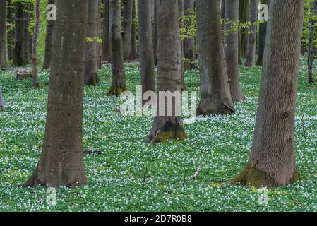 Faggeta con anemoni di legno (Anemone nemorosa) in primavera, Isola di Ruegen, Puttbus, Mecklenburg-Vorpommern, Germania Foto Stock