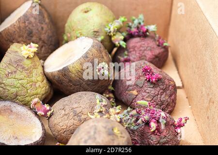 Closeup di patate miste con germogli in una scatola pronta per piantare Foto Stock