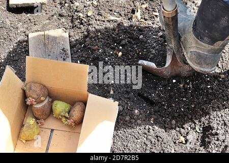 Scavando un buco con una pala per piantare patate in il giardino Foto Stock