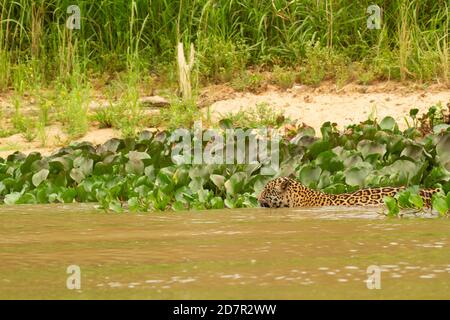La grande siccità del brasiliano Pantanal 2020 Foto Stock