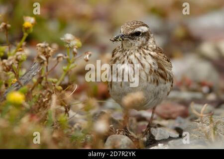 Australasian pipelit - Anthus novaeseelandiae piccolo uccello passerino di paese aperto in Australia, Nuova Zelanda e Nuova Guinea. Appartiene al gasdotti gen Foto Stock