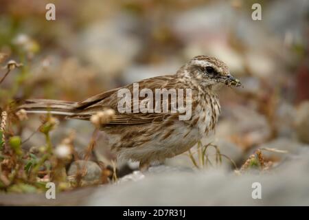 Australasian pipelit - Anthus novaeseelandiae piccolo uccello passerino di paese aperto in Australia, Nuova Zelanda e Nuova Guinea. Appartiene al gasdotti gen Foto Stock