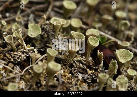 Podezi verdi leggeri di lichene di Trumpet, aka lichen di tazza (Cladonia fimbriata) pieni di granuli di soredia. Parque Natural da Arrabida, Setubal, Portu Foto Stock