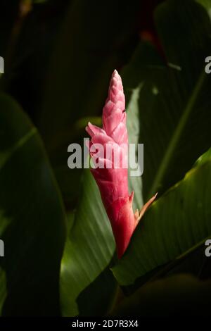 Fiore di zenzero selvatico rosa, Rarotonga, Isole Cook, Sud Pacifico Foto Stock