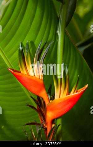 Fiore di pappagallo (Heliconia sp.) Giardini botanici Maire Nui, Titakaveka, Rarotonga, Isole Cook, Sud Pacifico Foto Stock