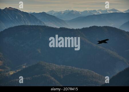 Birdwatching sopra il paesaggio montano in Baviera, Germania. L'uccello sorvola il paesaggio montano nelle Alpi tedesche. Paesaggio di montagna panoramico nel Foto Stock