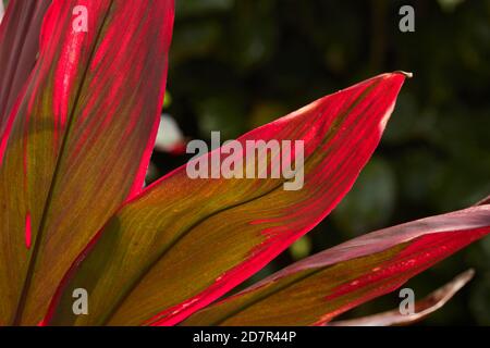 Foglie di piante tropicali, Rarotonga, Isole Cook, Sud Pacifico Foto Stock