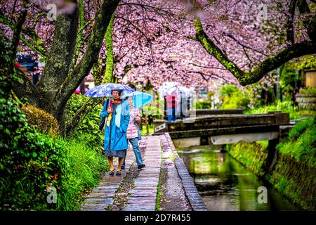 Kyoto, Giappone - 10 aprile 2019: Fiori di ciliegio sakura in primavera e persone che camminano nel famoso parco giardino a piedi Philosopher's Walk by River bridge wit Foto Stock