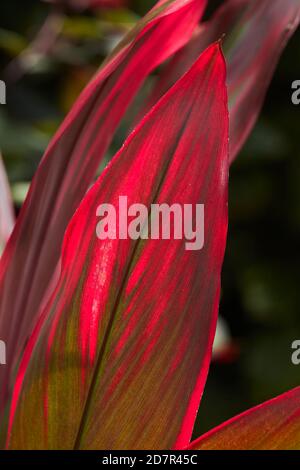 Foglie di piante tropicali, Rarotonga, Isole Cook, Sud Pacifico Foto Stock