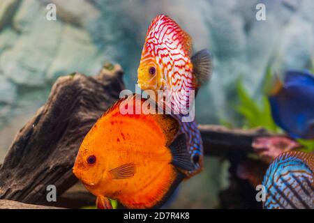 Vista del pesce discus che nuotano nell'acquario piantato. Pesci tropicali. Splendidi sfondi naturali. Concetto di hobby. Foto Stock