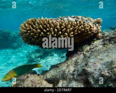 Sunset Wrasse (Thalassoma lutescens) e corallo, Rarotonga, Isole Cook, Sud Pacifico Foto Stock