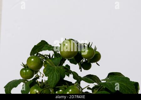 Un grappolo di pomodori ciliegini verdi non maturi appesi alla maturazione di una vite. Foto Stock