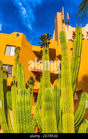 Puerto Paraiso Building Pink Flowers Green Cardon Cactus Cabo San Lucas Messico. Il cactus di Cardon è il cactus più grande del mondo. Foto Stock